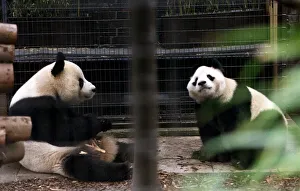 Pandas eating bamboo in their cage at the zoo. 21/04/1978 Pandas eating bamboo in their cage at the zoo. 21/04/1978
