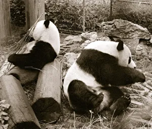 Pandas sitting on logs in their cage at the zoo. 21/04/1978 Pandas sitting on logs in their cage at the zoo. 21/04/1978