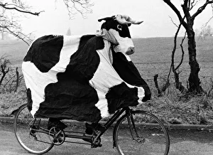 Pantomime Cow riding bicycle Graham Fardon and Bruce manton raising money for charity Pantomime Cow riding bicycle Graham Fardon and Bruce manton raising money for charity