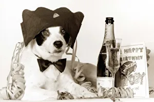 Party animal - Border Collie dog celebrating his borthday with a bottle of champagne Party animal - Border Collie dog celebrating his borthday with a bottle of champagne
