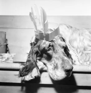 Party animal with a hangover. December 1976 76-07481-004 Party animal with a hangover. December 1976 76-07481-004