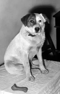 Patch the dog in RSPCA home, Doncaster December 1957 Patch the dog in RSPCA home, Doncaster December 1957