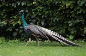 A peacock at Ellingham Hall Hotel in Northumberland A peacock at Ellingham Hall Hotel in Northumberland