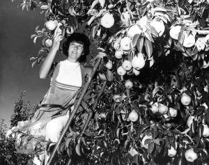 Pear picking in April 1970 - much of the produce comes to English shops Pear picking in April 1970 - much of the produce comes to English shops