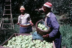 Pears being harvested on a farm near Caledon Cape area Pears being harvested on a farm near Caledon Cape area