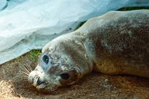Peeps the Baby Seal who was dying from a killer virus recovering at the Norfolk Rescue Peeps the Baby Seal who was dying from a killer virus recovering at the Norfolk Rescue