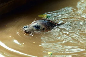 Peeps the seal has recovered from a killer virus at the Norfolk Rescue Centre Peeps the seal has recovered from a killer virus at the Norfolk Rescue Centre