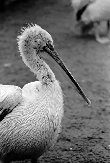 A Pelican at London Zoo. April 1975 75-1946-001 A Pelican at London Zoo. April 1975 75-1946-001