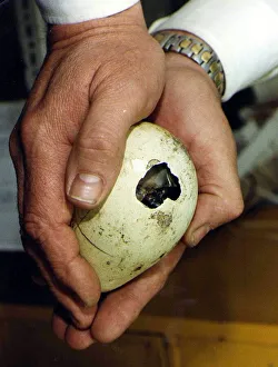 Penguin Egg. P92-259 19th March 1992 P044334 Penguin Egg. P92-259 19th March 1992 P044334
