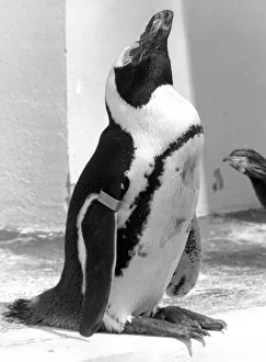 Penguin at London Zoo enjoying the weather. 15th May 1992 P044321 Penguin at London Zoo enjoying the weather. 15th May 1992 P044321