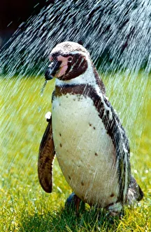 Penguin taking a shower May 1992 A©Mirrorpix Penguin taking a shower May 1992 A©Mirrorpix
