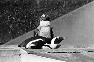 Penguins who have been sprayed with water by their keeper Penguins who have been sprayed with water by their keeper