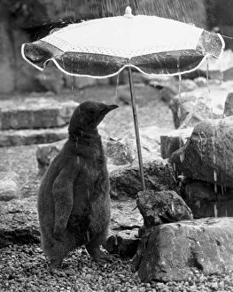 Images Dated 26th August 1985: Pengy, the first King Penguin born at Bristol Zoo for ten years