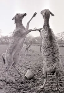 The Pere David Deer doing a little fighting at Chester Zoo May 1966 1960s The Pere David Deer doing a little fighting at Chester Zoo May 1966 1960s