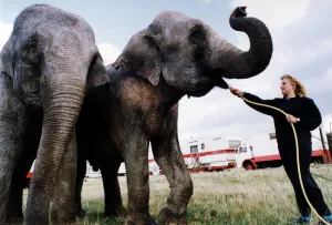 Performing circus elephants Nepal and Baby being given a drink by Carolyn Roberts as they Performing circus elephants Nepal and Baby being given a drink by Carolyn Roberts as they