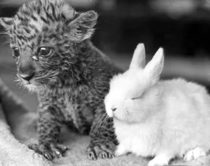 Pest the leopard cub and Dozy the rabbit become acquainted at Southam Farm Zoo Pest the leopard cub and Dozy the rabbit become acquainted at Southam Farm Zoo