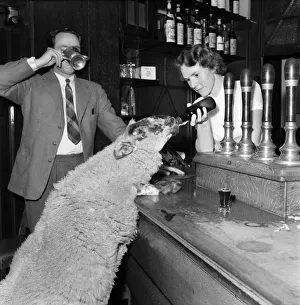 Peter the lamb drinking ale. September 1952 C4586 Peter the lamb drinking ale. September 1952 C4586