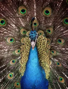 Peter the Peacock who lives in an animal sanctuary in Redditch which faces closure Peter the Peacock who lives in an animal sanctuary in Redditch which faces closure