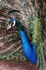 Peter the Peacock who lives in an animal sanctuary in Redditch which is facing closure Peter the Peacock who lives in an animal sanctuary in Redditch which is facing closure