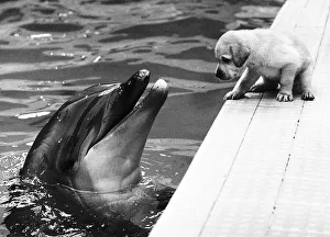 This photograph by Daily Mirror photographer Ron Burton was awarded highly commended in This photograph by Daily Mirror photographer Ron Burton was awarded highly commended in