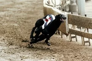 Images Dated 21st May 1997: Some Picture Greyhound winner of the Derby