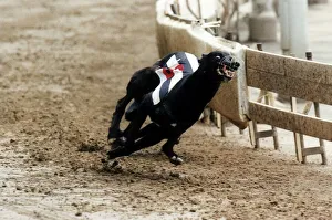 Some Picture Greyhound winner of the Derby Some Picture Greyhound winner of the Derby