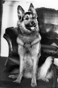 Picture shows the Alsatian named Beast, who saved his family from death as flames ripped Picture shows the Alsatian named Beast, who saved his family from death as flames ripped