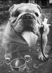 Picture shows a Bulldog named Maythorp Drum Major, or Major for short Picture shows a Bulldog named Maythorp Drum Major, or Major for short