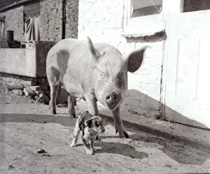 Pig adopts puppies Mother pig and piglet with baby dogs September 1956 Pig adopts puppies Mother pig and piglet with baby dogs September 1956