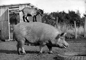 A Pig carrying a goat on his back. October 1980 P004244 A Pig carrying a goat on his back. October 1980 P004244
