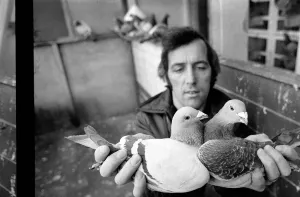 Pigeon fancier Paul Smith of Stotfold, Beds. 75-00357 Pigeon fancier Paul Smith of Stotfold, Beds. 75-00357