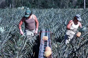 Pineapples being harvested with machine in Queensland Pineapples being harvested with machine in Queensland