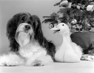 Pippin the mongrel dog and Florence the duck sitting under a Christmas tree Pippin the mongrel dog and Florence the duck sitting under a Christmas tree