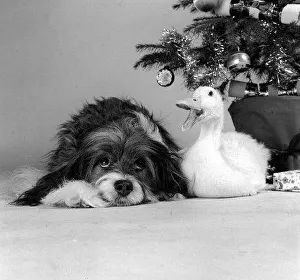 Pippin the mongrel dog and Florence the duck sitting under a Christmas tree Pippin the mongrel dog and Florence the duck sitting under a Christmas tree