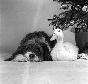 Pippin the mongrel dog and Florence the duck sitting under a Christmas tree Pippin the mongrel dog and Florence the duck sitting under a Christmas tree