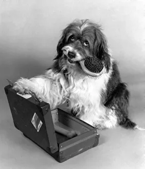 Pippin, the movie star mongrel discovered by the Mirror Pippin, the movie star mongrel discovered by the Mirror