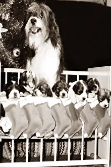 Pippin the television dog with seven puppies hanging in stockings Pippin the television dog with seven puppies hanging in stockings