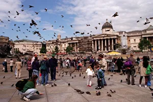 Places London Trafalgar Square with pigeons Places London Trafalgar Square with pigeons