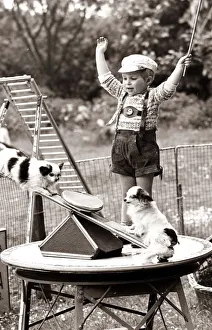 Playground for Dogs A young boy watches two dogs on a see saw Playground for Dogs A young boy watches two dogs on a see saw
