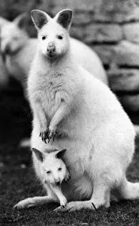 A Pocketful of Hoppiness. Pocket-sized wonder, Snowdrop the albino Wallaby A Pocketful of Hoppiness. Pocket-sized wonder, Snowdrop the albino Wallaby