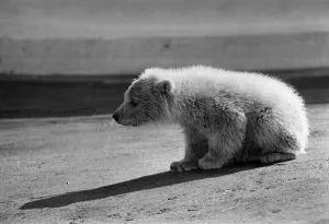 Polar bear cub at Dudley Zoo, West Midlands. 10th April 1973 Polar bear cub at Dudley Zoo, West Midlands. 10th April 1973