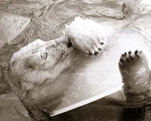 Polar Bear - January 1979 Sabrina with a chunk of ice at London Zoo Polar Bear - January 1979 Sabrina with a chunk of ice at London Zoo