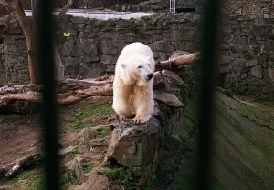 Polar Bear Mercedes in Edinburgh Zoo pen March 1996 Polar Bear Mercedes in Edinburgh Zoo pen March 1996