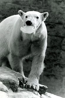 Images Dated 18th January 1985: Polar bear with mouth full of ice at Chessington Zoo, surrey Snow icy cold snowy