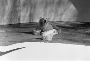 Polar bear and polar bear cub at Dudley Zoo, West Midlands. 10th April 1973 Polar bear and polar bear cub at Dudley Zoo, West Midlands. 10th April 1973