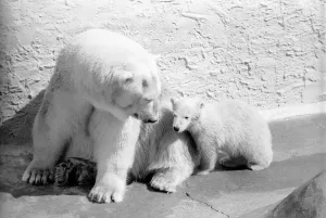 Polar Bears at Bristol Zoo. April 1975 75-2068-001 Polar Bears at Bristol Zoo. April 1975 75-2068-001