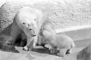 Polar Bears at Bristol Zoo. April 1975 75-2068-003 Polar Bears at Bristol Zoo. April 1975 75-2068-003