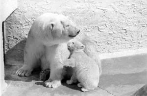 Polar Bears at Bristol Zoo. April 1975 75-2068-004 Polar Bears at Bristol Zoo. April 1975 75-2068-004