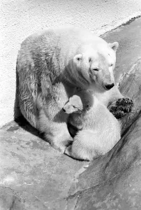 Polar Bears at Bristol Zoo. April 1975 75-2068-006 Polar Bears at Bristol Zoo. April 1975 75-2068-006