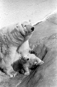 Polar Bears at Bristol Zoo. April 1975 75-2068-008 Polar Bears at Bristol Zoo. April 1975 75-2068-008